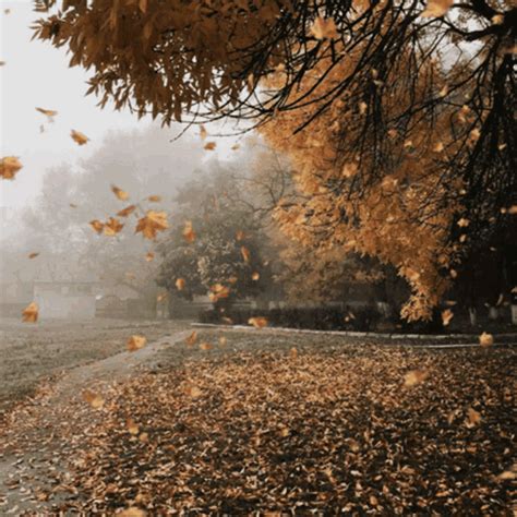 animated leaves falling gif|moving leaves gif.